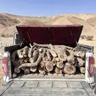 حطب مو مستورد