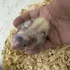 للبيع كروان غر ب 80