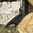 دجاجه بكستاني