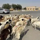 رفيدي ذبايح الدمام