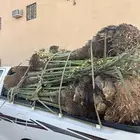 نخل واصل من القصيم