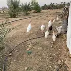 بكيني العمر اقل من سنه العددسبعه حبات