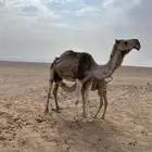 عشرا للبيع