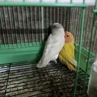 طير روز أليف عمره ثلاثه شهور ياكل حب مروض