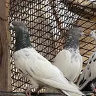 حمام باكستاني فاخر
