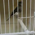 طيور كناري