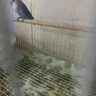 روز ذكر للبدل بروز انثي