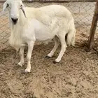 للبيع طلي فحل حري احرش