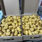 للبيع رطب غر جامبو