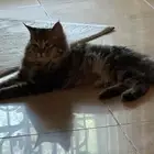 للتبني مع كامل اغراضها