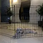 dog - كلب مالتيز