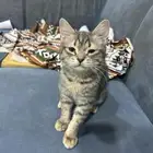 للبيع قطط صغيره . انتاج مخلوط من أم شيرازيه و أب تابي