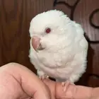كويكر ألبينو تم البيع