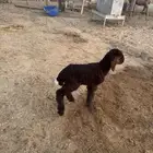 داغور نعيم خروف