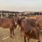 عجول مسكته ما شاء الله تبارك الله