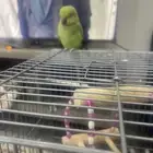 بغباء أنثى كامل جناح اليف مع الكل