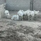 ضان ولد ودفيع