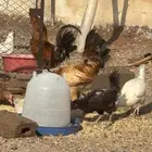 دجاج بلدي جنوب الحايط