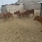 للبيع حسلان