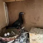 انثى صنعاني صنعاوي