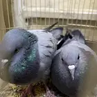 حمام جوز