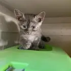 قطه كتن