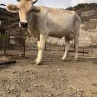 محايل