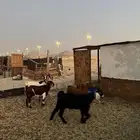 4 معزا دفيع