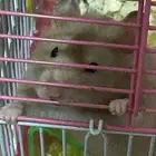 هامستر سوري