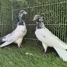 زوج جنسراء تيدي باكستاني