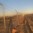 شبوك مزارع المدينه المنوره وما جورها