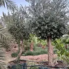Washingtonian olive and palm trees