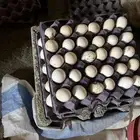 بيض