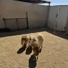 4- خرفان رفيدي مرابي 5 شهور