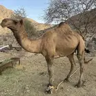 قعود فحل مشروط