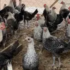 دجاج فيومي بلدي