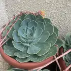 شجرة زينة الرضبة الاشفرية