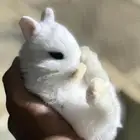 ارانب نذر لاند القزميه