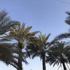 نخيل حلوه الجوف للبيع