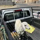 رخل لليع كفوا شحم