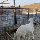 طلي حري مقفل شحم