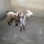 تيس و عنز