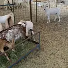 تيوس بلدي