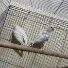 جوز روز معه فرخ