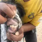 تيس فحل طيب