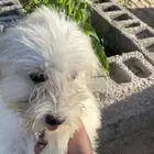 كلب مالتيزر أنثى وذكر العمر 6 شهور