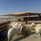 غنم مقاني العدد15