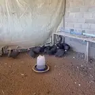 صوص دجاج حبشي
