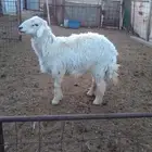 خروف حري