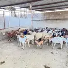 ماعز للبيع - الحريضه